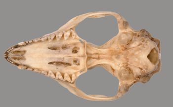 Media type: image; Mammalogy BANGS-7749 Description: Marmosa robinsoni ventral cranium;